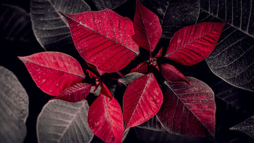 Close-up of red leaves on plant