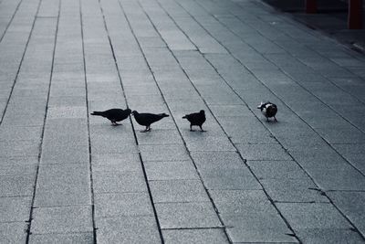 High angle view of birds on footpath