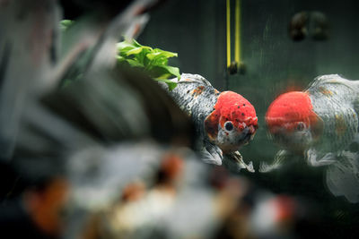 Close-up of fish swimming in water