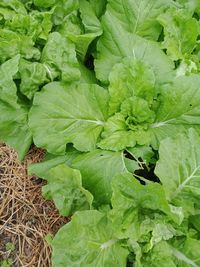 High angle view of green leaf on plant