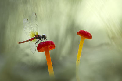 Dragonflies on red mushrooms