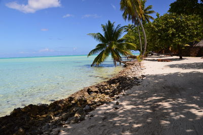 Palm trees on beach against sky