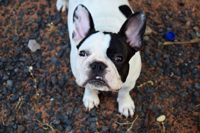 High angle portrait of dog standing on field