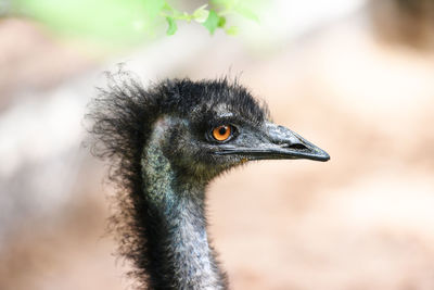 Close-up of emu