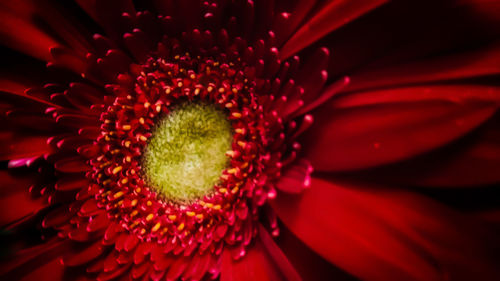 Close-up of red flower blooming outdoors