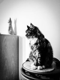 Cat looking away