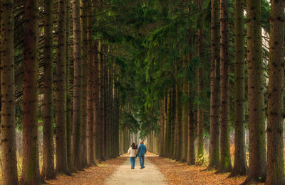 Rear view of person walking on walkway amidst  trees in forest