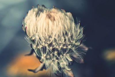 Close-up of wilted dandelion flower