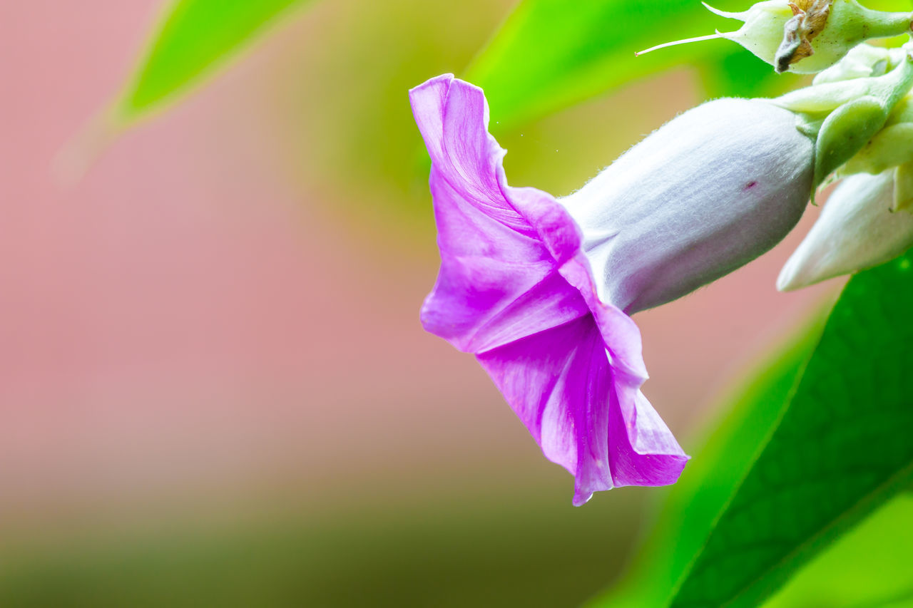 CLOSE-UP OF PINK FLOWERING PLANTS