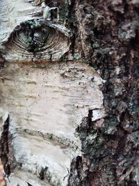 Close-up of lizard on tree trunk