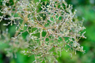 Close-up of fresh green plant