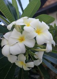 Close-up of white flowers blooming outdoors