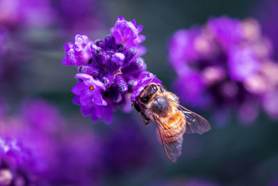 Close-up of bee on purple flower