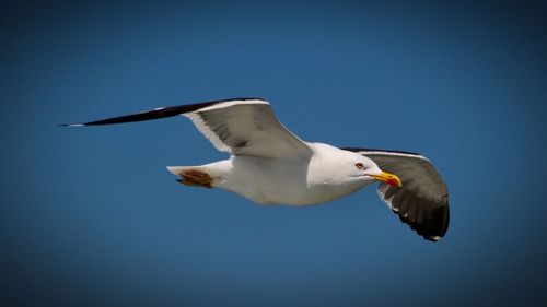 Low angle view of seagull flying