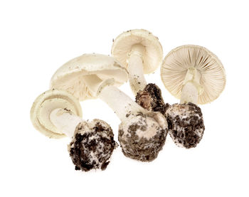 Close-up of mushrooms against white background