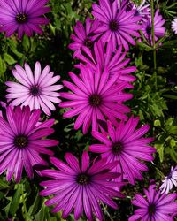 Pink flowers blooming in park