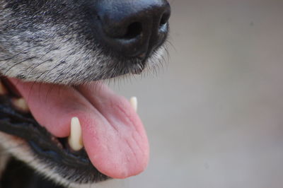 Close-up of dog sticking out tongue