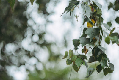 Close-up of flowers growing on tree