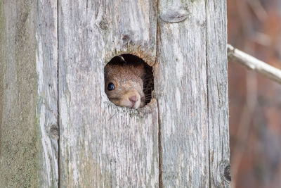 Close-up of squirrel on tree trunk