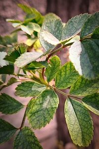 Close-up of leaves