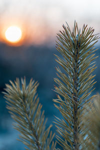 Close-up of pine tree against sky during sunset