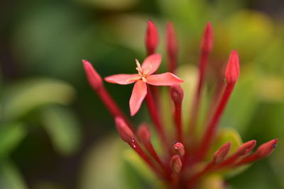 Close-up of pink flowering plant