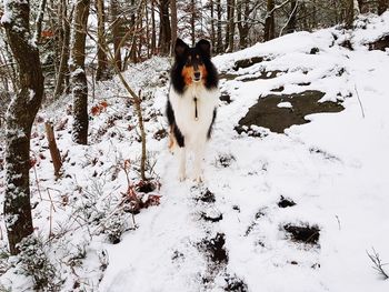 Portrait of dog in snow