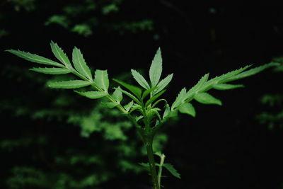 Close-up of fresh green plant