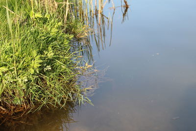 High angle view of plants in lake