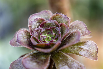 Close-up of purple flowering plant