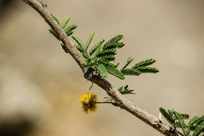 Close-up of insect on plant