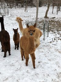 Sheep standing on snow covered field