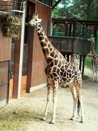 Horse in zoo