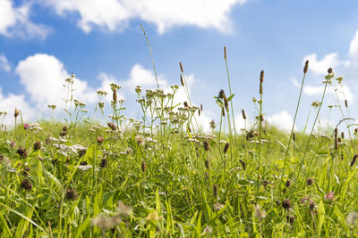 Close-up of flowering plants on field against sky