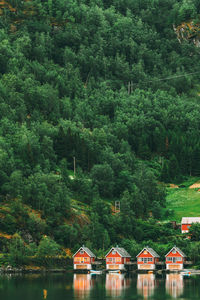 Scenic view of lake in forest