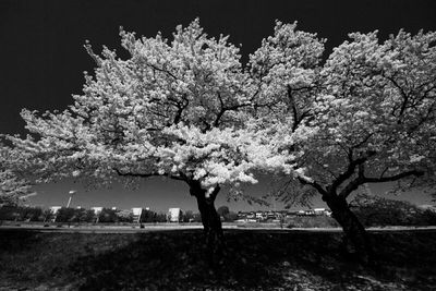 Flowers growing on tree