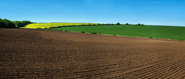 Scenic view of agricultural field against sky