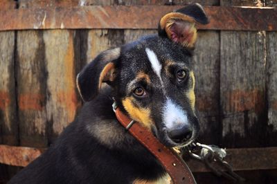 Portrait of dog