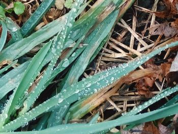 High angle view of dew on grass