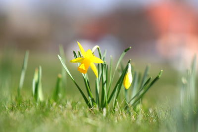 Close-up of yellow crocus flowers on field