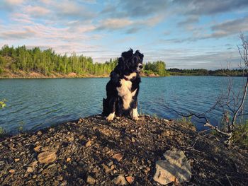 Dog sitting on a lake