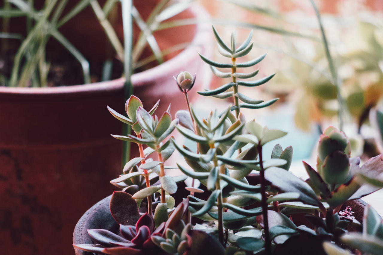 CLOSE-UP OF POTTED PLANTS