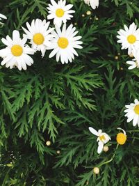 Close-up of white daisy flowers