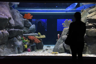 Fish in aquarium