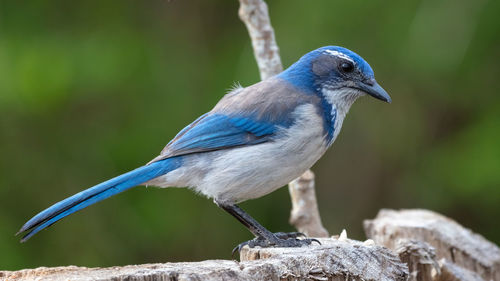 California srcub jay on a stump