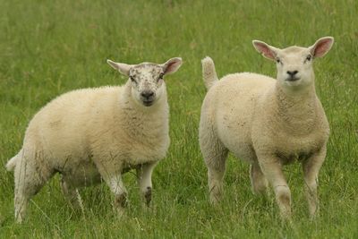 High angle view of sheep standing in field