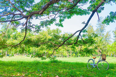 Trees in park