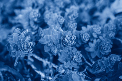 High angle view of flowering plant at night