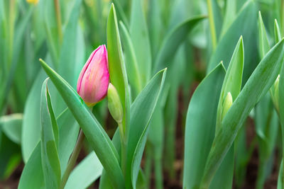 Close-up of pink flowering plant