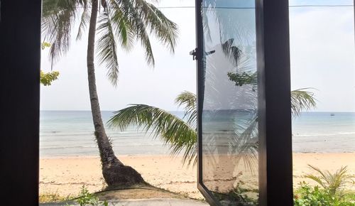 Palm trees by sea against sky